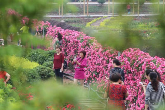 游客到古宇村赏花拍照打卡