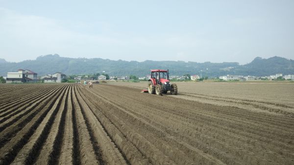 泥溪镇蔬菜种植企业正在开展开沟起垄作业