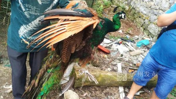 泸州男子3年前捡到一只“小鸟”，养大发现是国家保护动物！